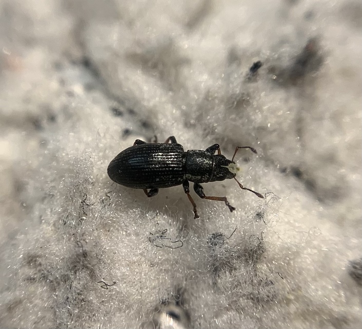 Sitona lateralis - iglice-csipkézőbogár