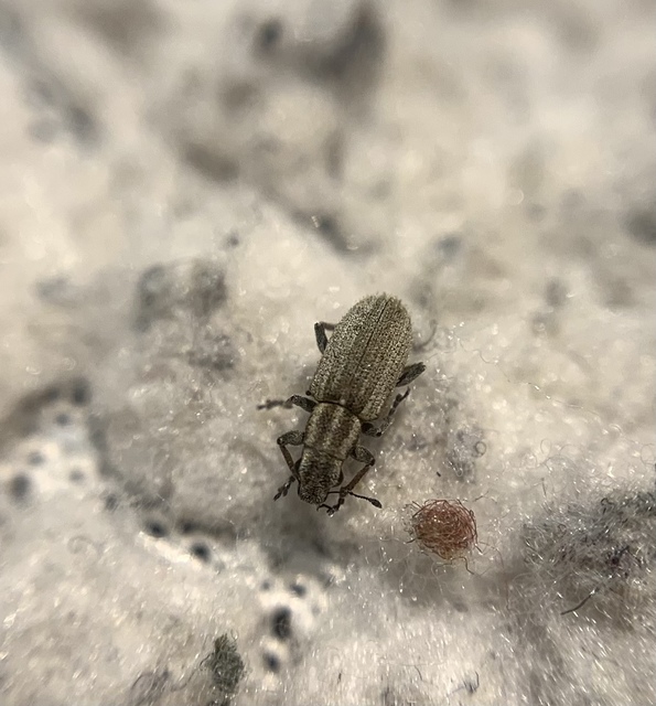 Sitona macularius - borsó-csipkézőbogár