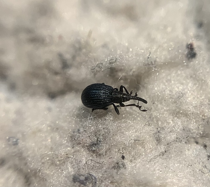 Holotrichapion pisi - lucernarügy-cickányormányos