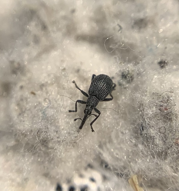 Holotrichapion ononis - szakállas cickányormányos