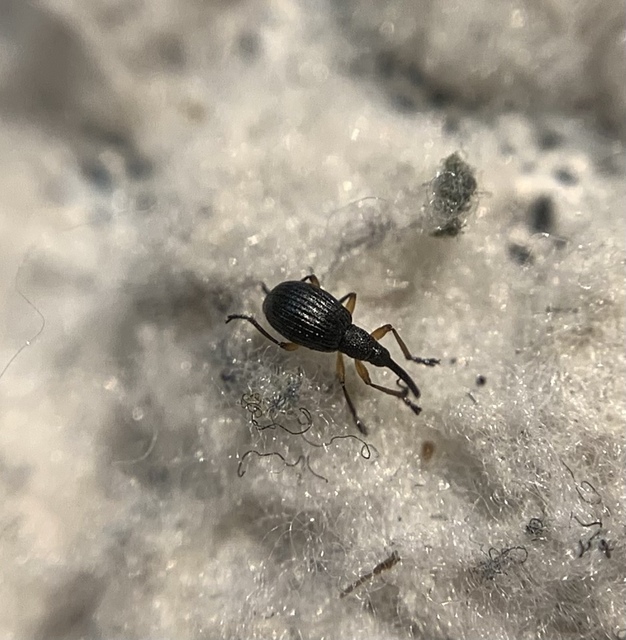 Protapion assimile - virágrontó cickányormányos Protapion assimile - virágrontó cickányormányos