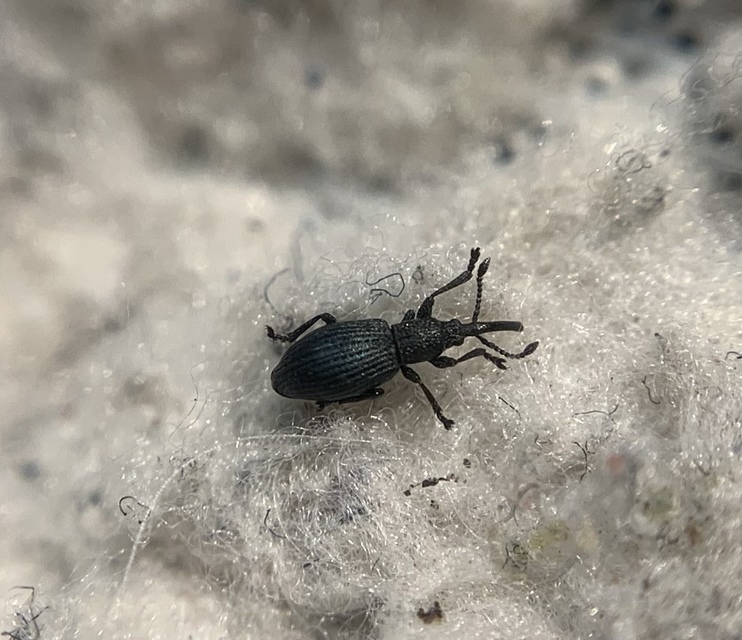 Ceratapion penetrans - lapátlábú cickányormányos Ceratapion penetrans - lapátlábú cickányormányos