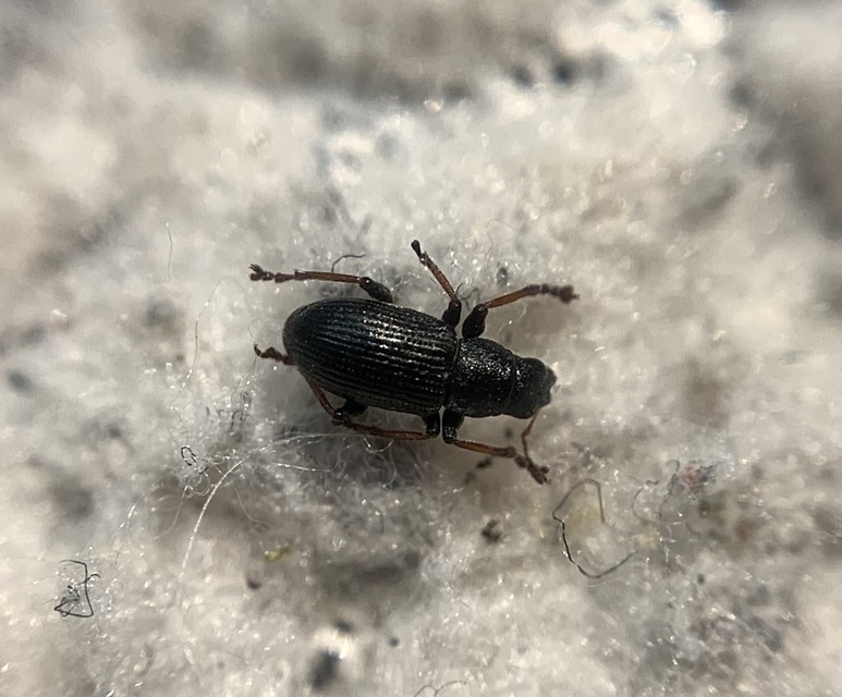 Sitona lateralis - iglice-csipkézőbogár