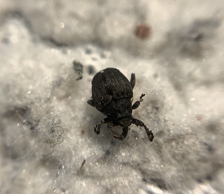 Stenocarus ruficornis - mákgyökérormányos