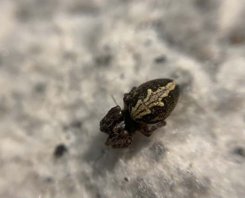 Aculepeira ceropegia - hegyi fehérsávos-keresztespók