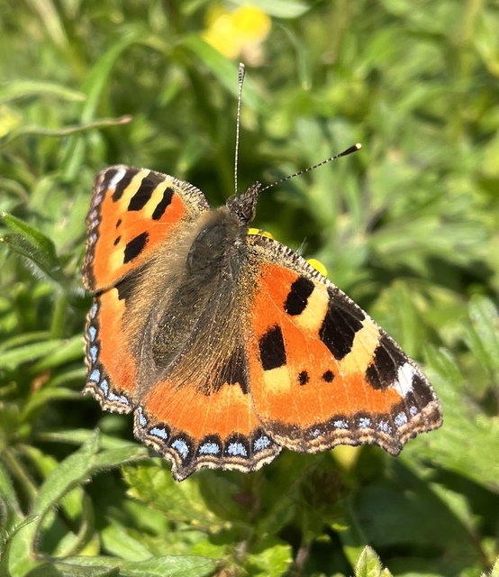 Nymphalis urticae - kis rókalepke
