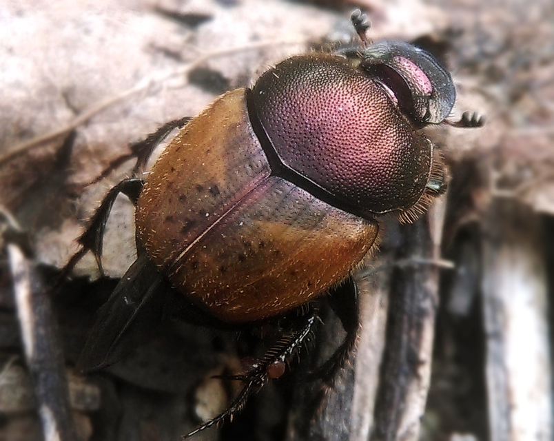 Onthophagus coenobita - rezes trágyatúró