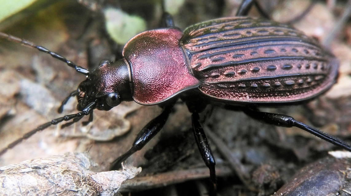 Carabus cancellatus - ragyás futrinka