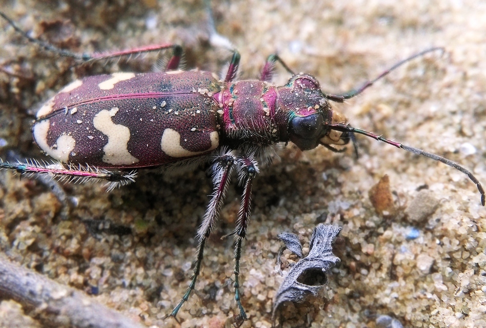 Cicindela hybrida - öves homokfutrinka