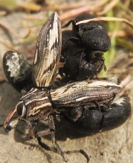 Dermestes laniarius - gyászos porva Dermestes laniarius - gyászos porva