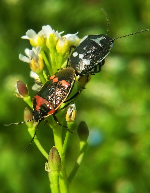 Eurydema oleracea - paréjpoloska Eurydema oleracea - paréjpoloska
