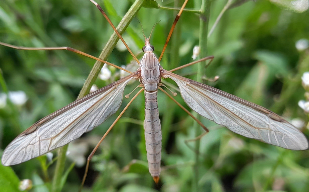 Tipula