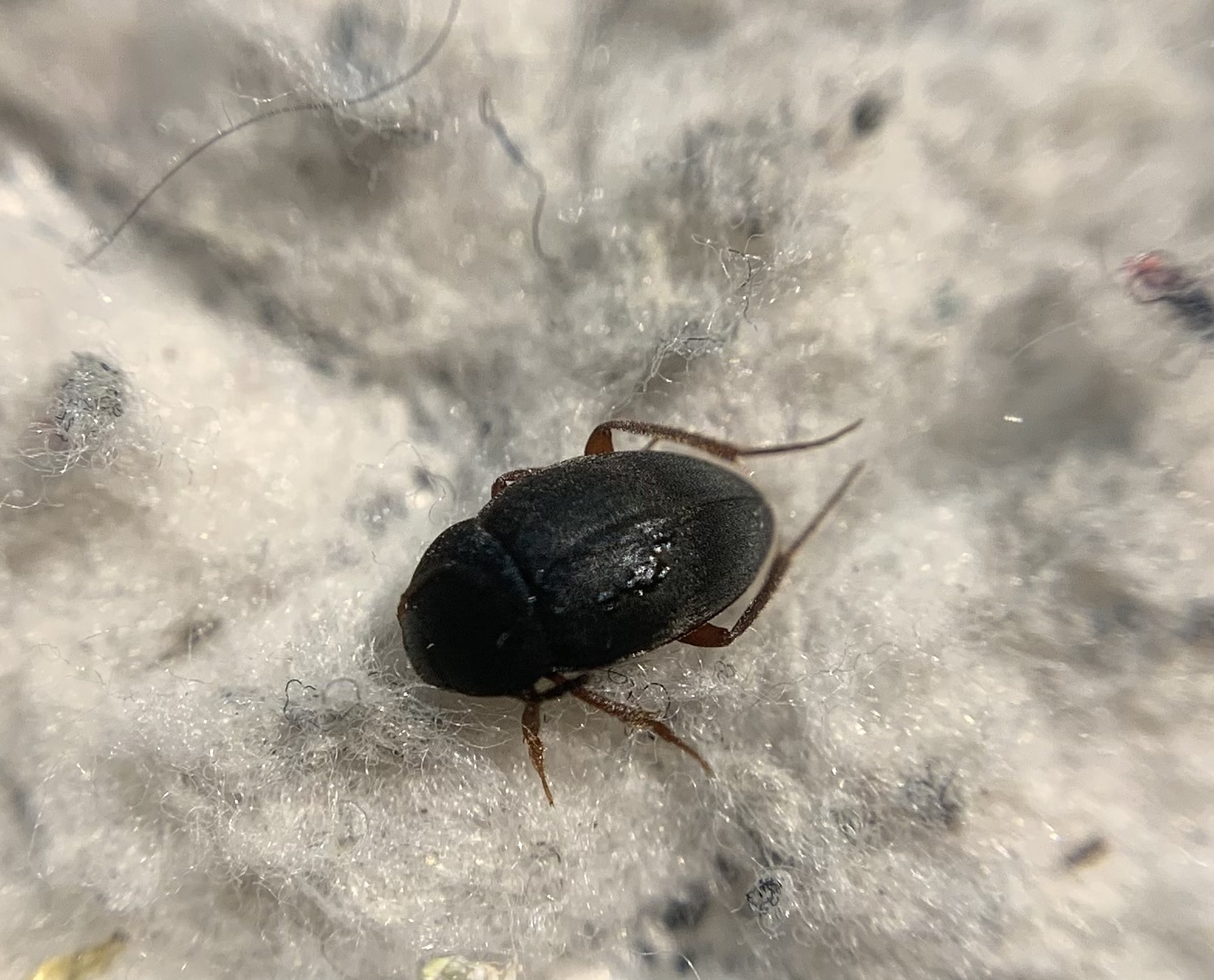 Catops nigricantoides