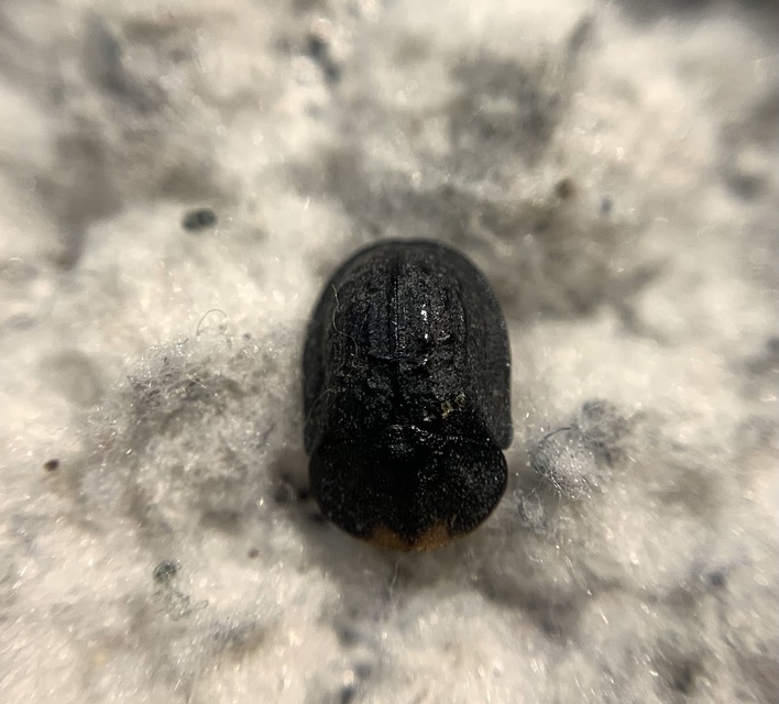Cassida atrata - fekete pajzsbogár