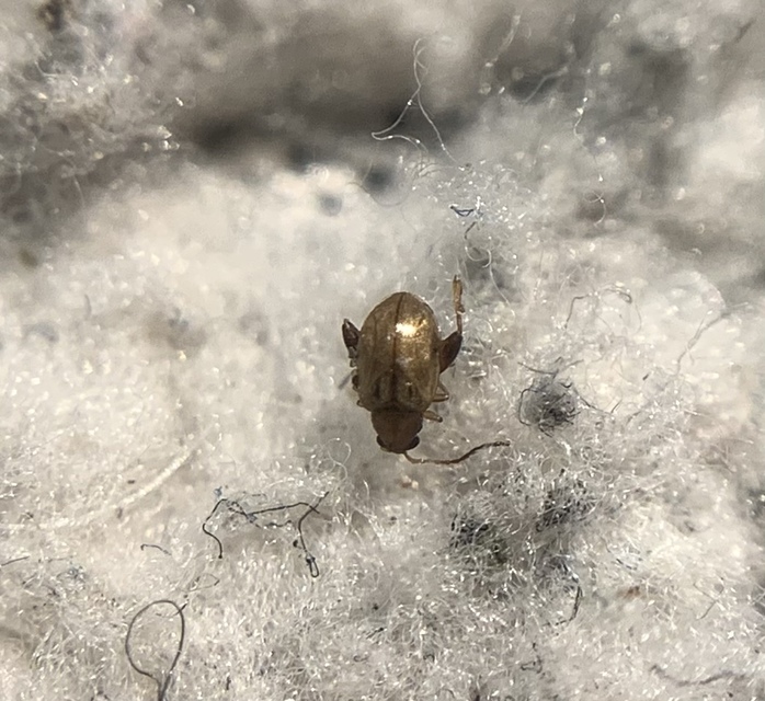 Longitarsus