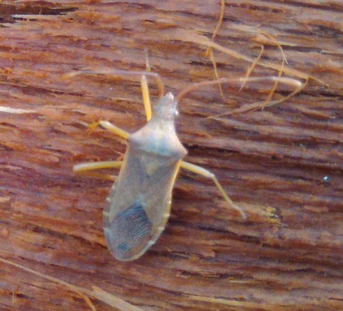 Gonocerus acuteangulatus - aranypetés karimáspoloska