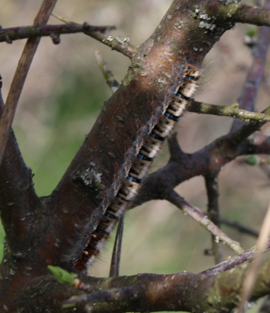 Lasiocampa quercus - tölgyfaszövő