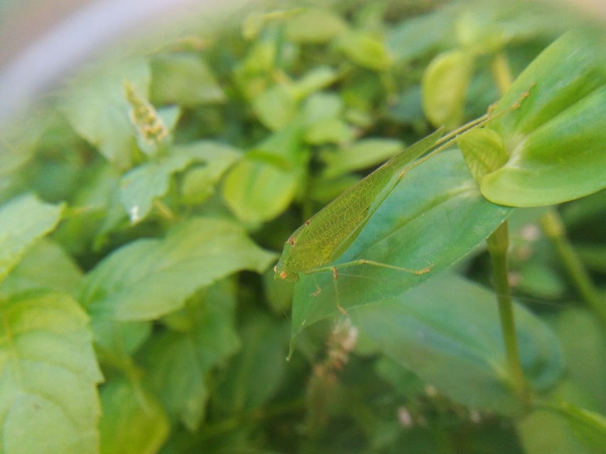 Phaneroptera nana - pontozott repülőszöcske