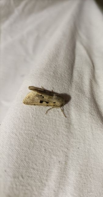 Orthosia gothica - feketefoltos barkabagoly