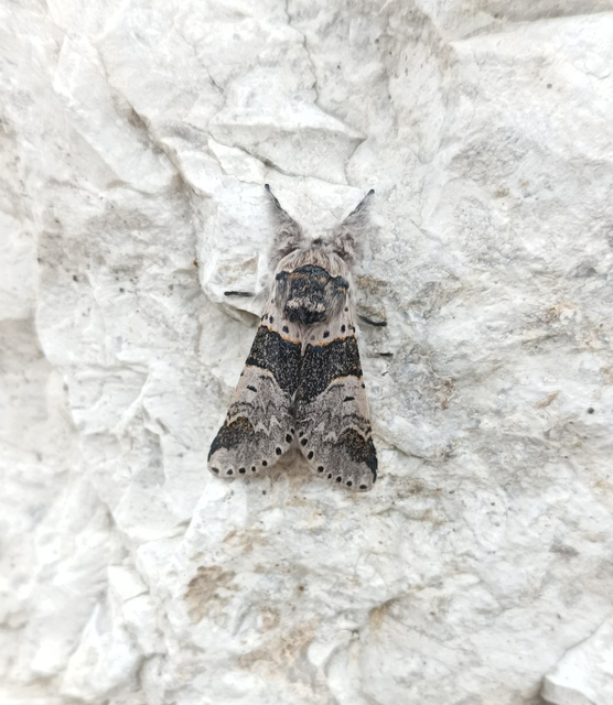 Furcula bifida - kis púposszövő