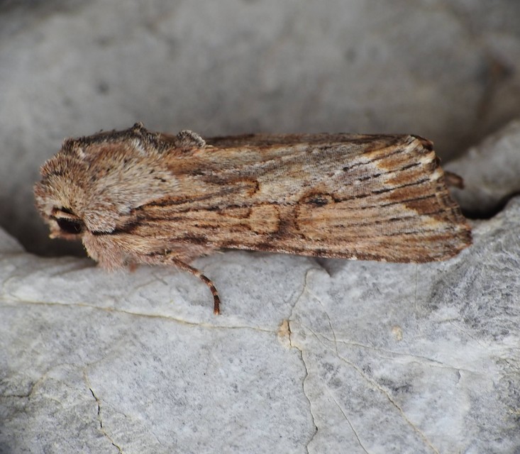 Egira conspicillaris - változékony szürkebagoly
