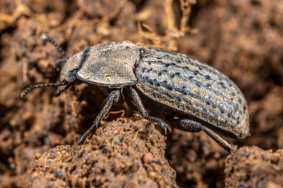 Opatrum sabulosum - sároshátú gyászbogár