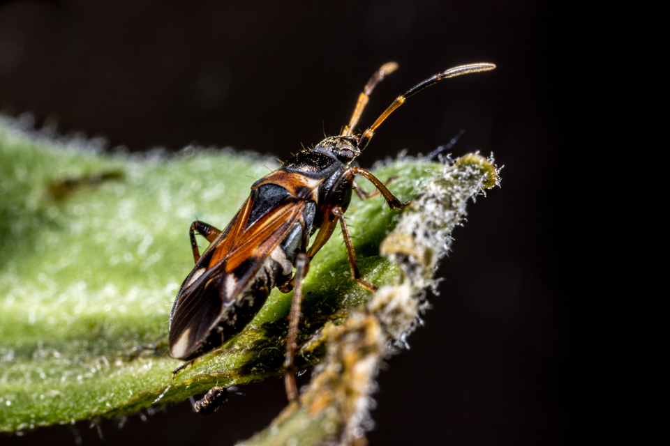 Raglius alboacuminatus - tarka díszesbodobács