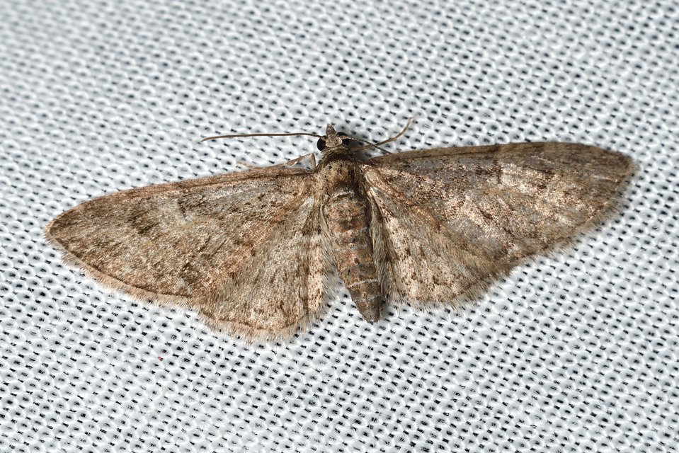 Eupithecia abbreviata - korai törpearaszoló