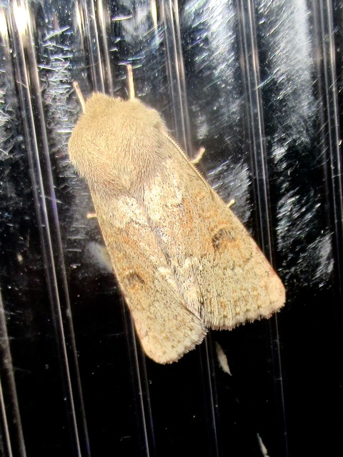 Orthosia miniosa - sárgás barkabagoly