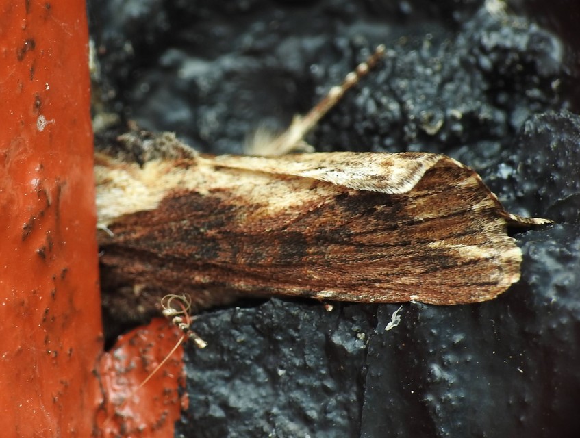 Egira conspicillaris - változékony szürkebagoly