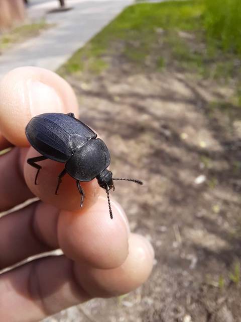 Silpha obscura - közönséges dögbogár