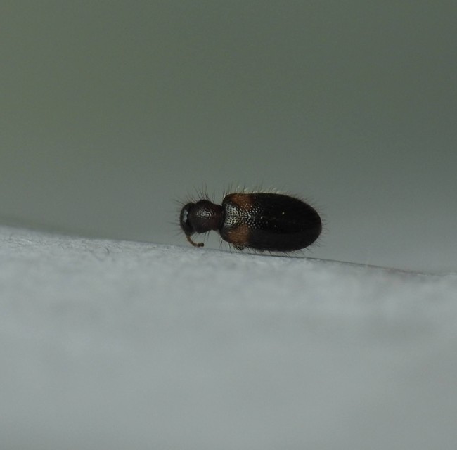 Hirticollis hispidus - szőrös fürgebogár