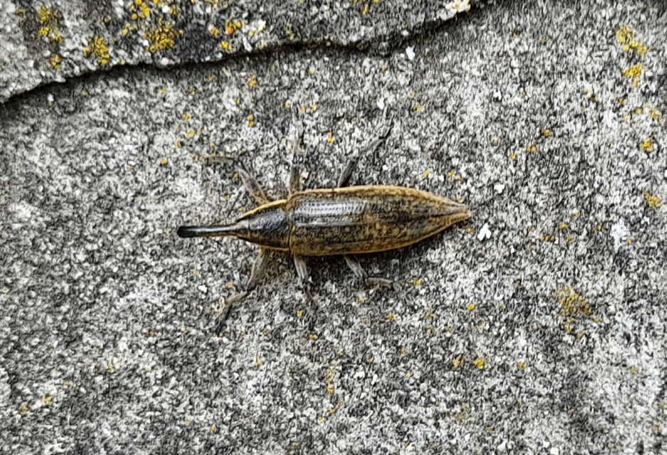 Lixus iridis - bürökfúró dudvabarkó