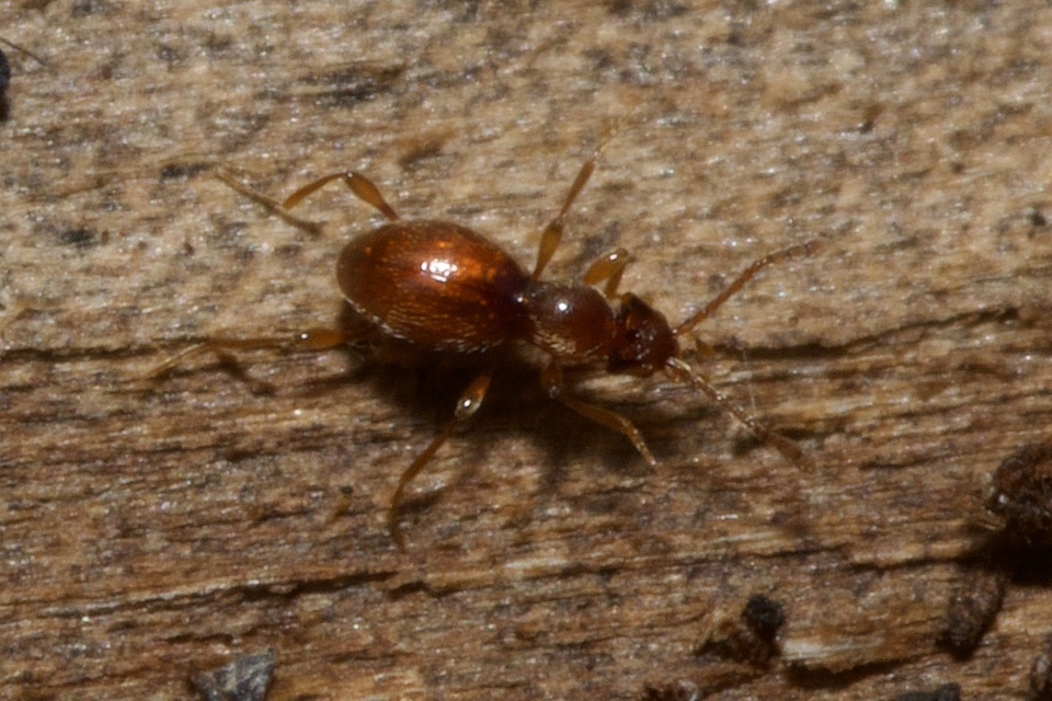 Scydmaenus hellwigii - odvasfejű gödörkésbogár