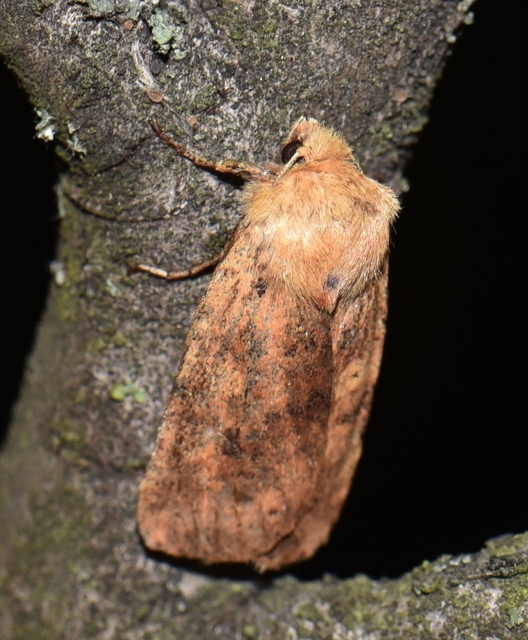 Conistra rubiginea - vörös őszibagoly