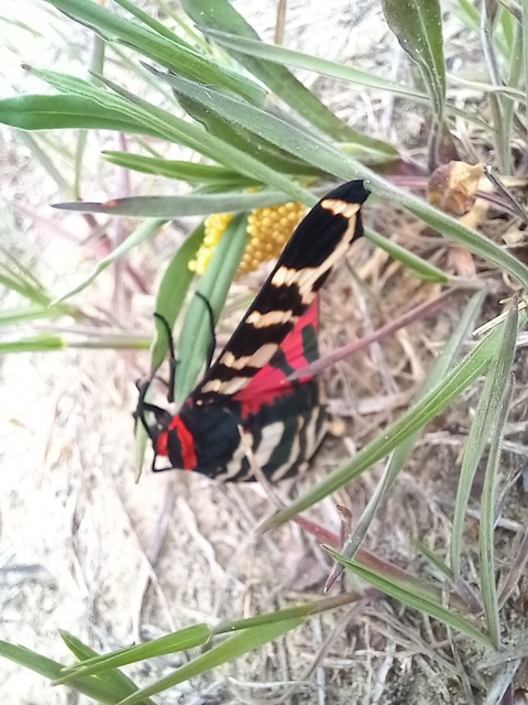 Arctia festiva - díszes medvelepke