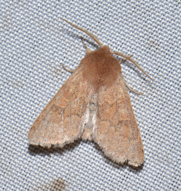 Orthosia miniosa - sárgás barkabagoly