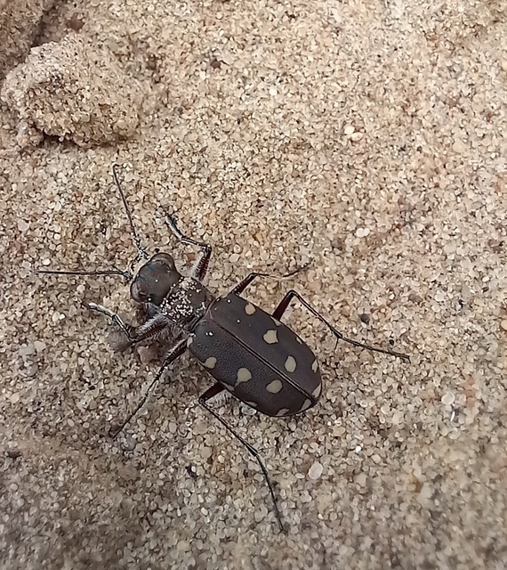 Calomera littoralis nemoralis - sziki homokfutrinka