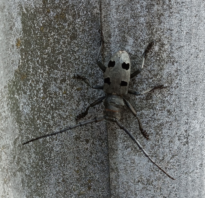 Morimus asper funereus - gyászcincér