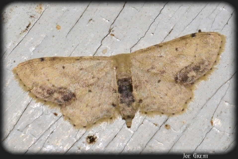 Idaea dimidiata - gyakori apróaraszoló
