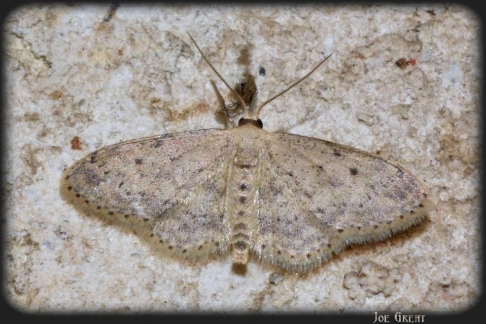 Idaea seriata - szürke apróaraszoló