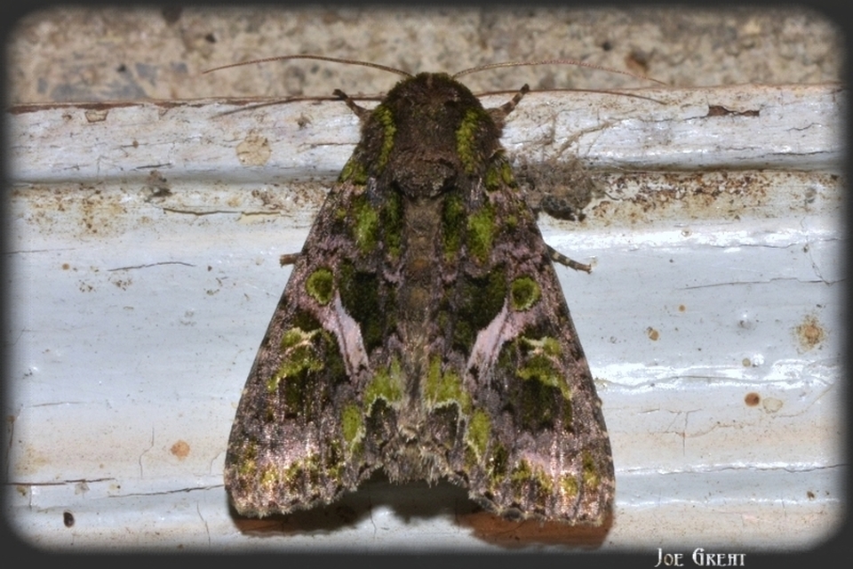 Trachea atriplicis - nyári zöldbagoly
