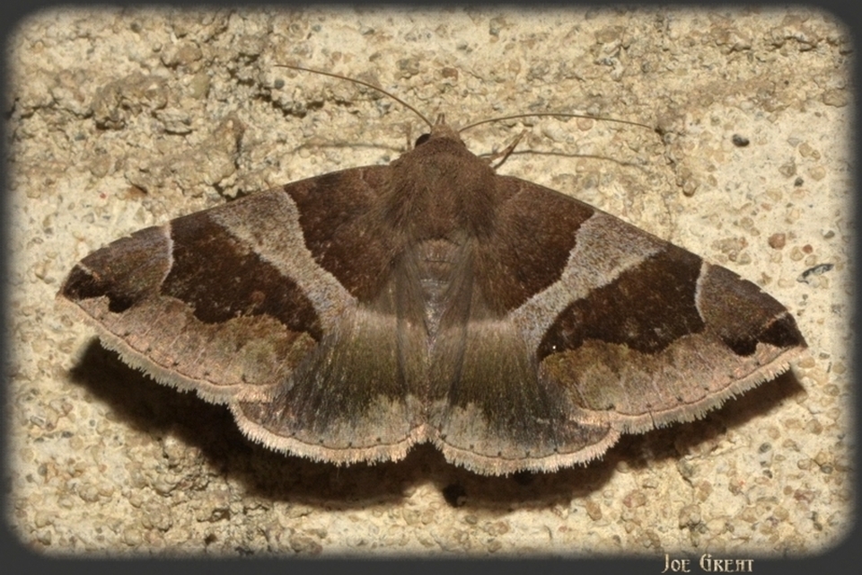 Dysgonia algira - déli porcelánbagoly
