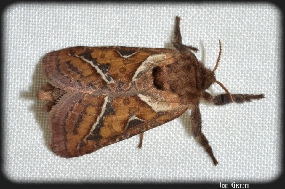Triodia sylvina - kis gyökérrágólepke