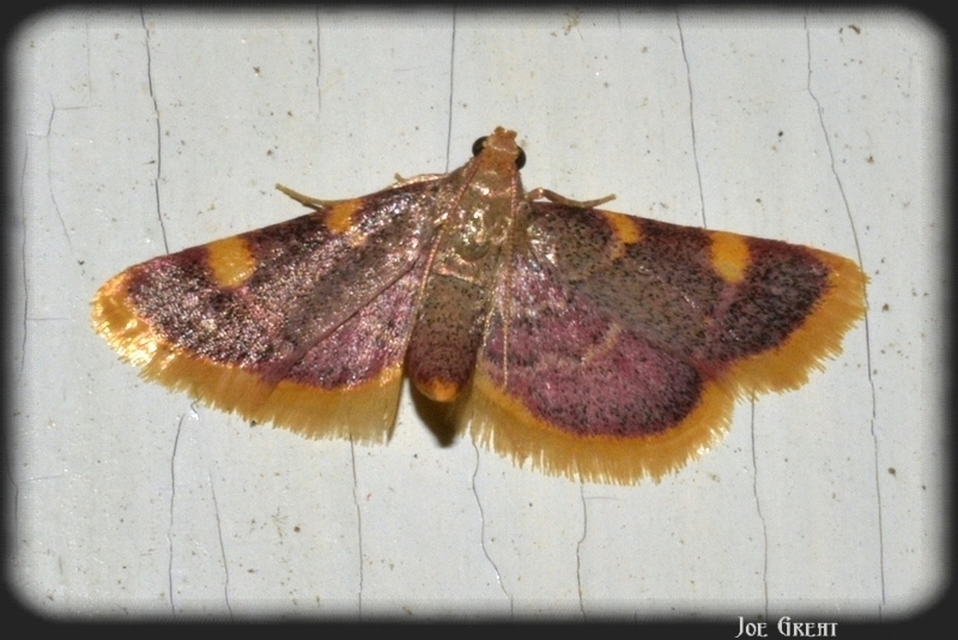 Hypsopygia costalis - szénailonca