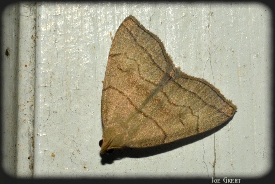 Herminia tarsicrinalis - szőröslábú karcsúbagoly