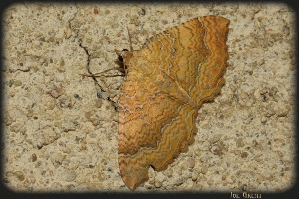 Camptogramma bilineata - kétvonalas sávosaraszoló