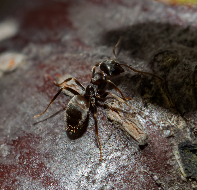 Lasius bombycina - pusztai feketehangya