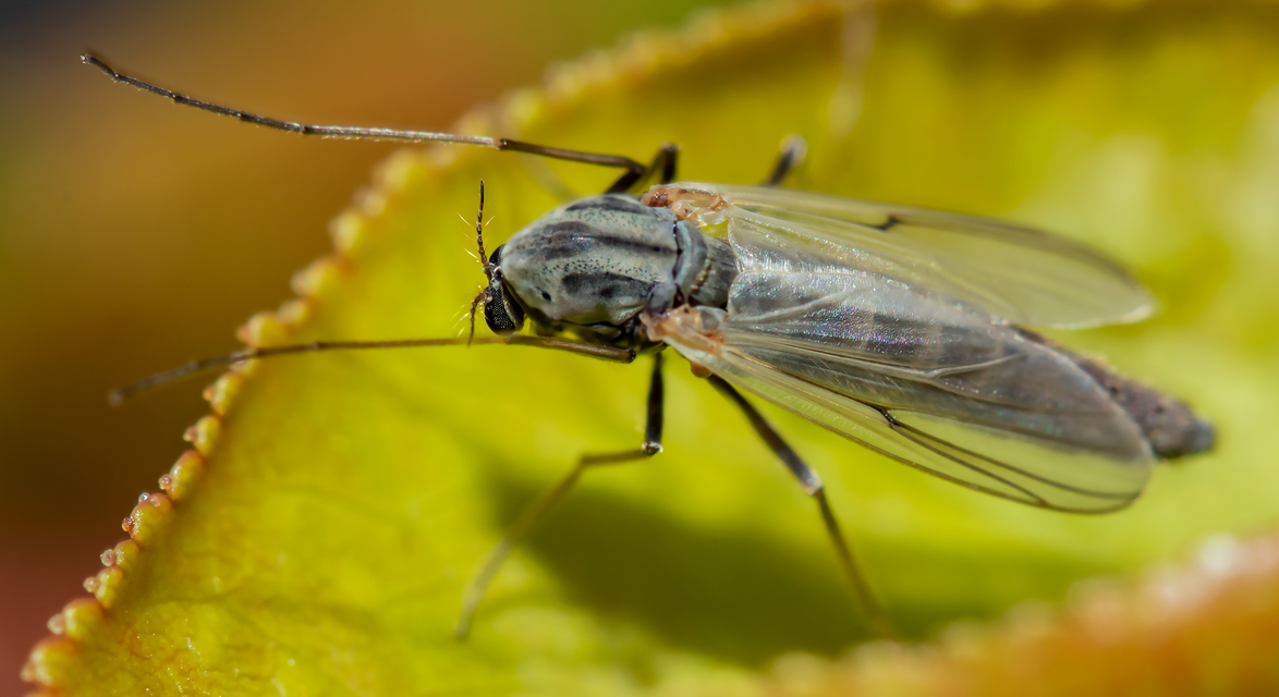 Chironomini