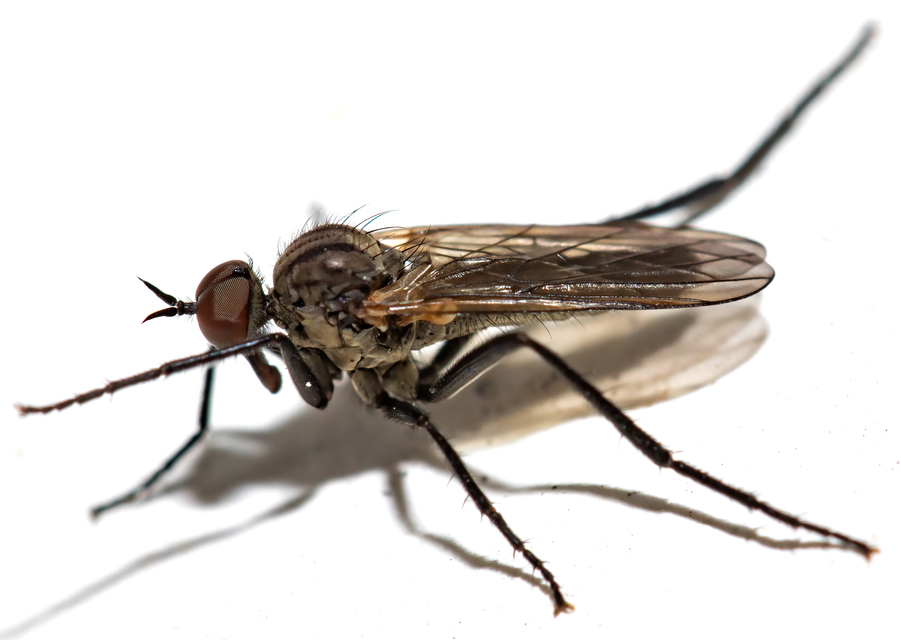 Rhamphomyia